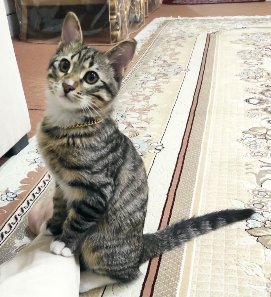 واگذاری گربه نر ۶ ماه واکسن کامل