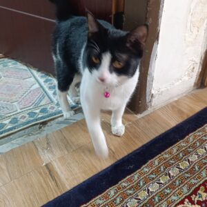واگذاری گربه رایگان DSH نر پنج ماهه