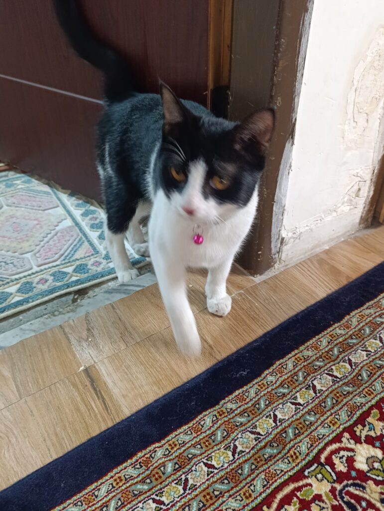 واگذاری گربه رایگان DSH نر پنج ماهه