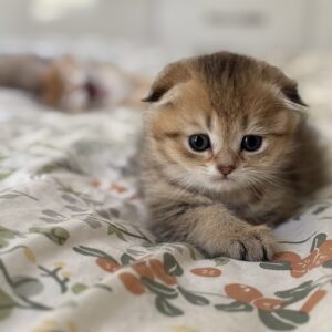 گربه اسکاتیش فولد بلک گلد نر دو ماهه