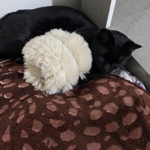 گربه دو ساله نر عقیم شده