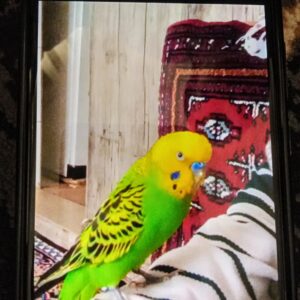 مرغ عشق گم شده در شهرک مطهری خیابان خیبر