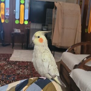عروس هلندی گمشده در بلوار شریعتی