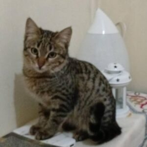 انگور کوچولو گربه DSH ماده 6 ماهه