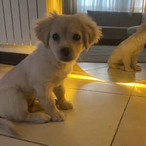 سگ اشپیتز میکس سه ماهه ماده
