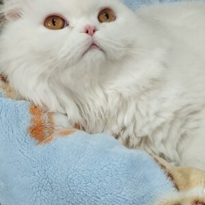 گربه نر اسکاتیش 9 ماهه