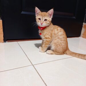 واگذاری گربه ماده سه ماهه DSH