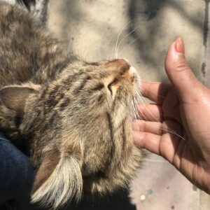 گربه نر خیلی دستی وارام وملوس