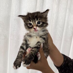 3تا بچه گربه ۲ماهه سرپرست ندارن