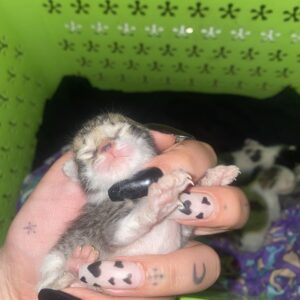 4 نوزاد گربه نر و ماده