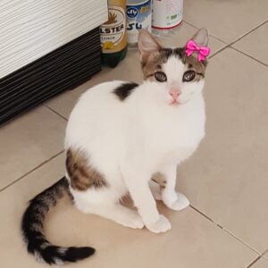 واگذاری گربه DSH کم بینا 8 ماهه