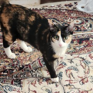 گربه یکساله ماده دی اس اچ