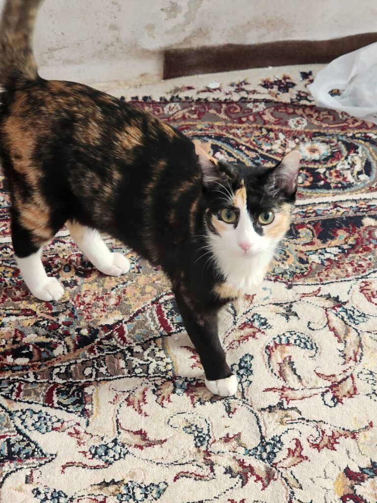گربه یکساله ماده دی اس اچ