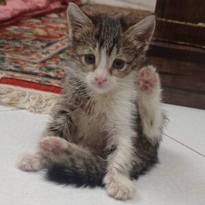 واگداری بچه گربه نر DSH