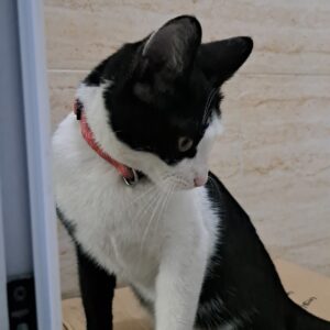 واگذاری گربه ۸ماهه ماده دی اس اچ