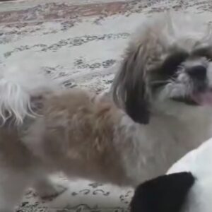 سگ دزدیده شده همراه با مژدگانی