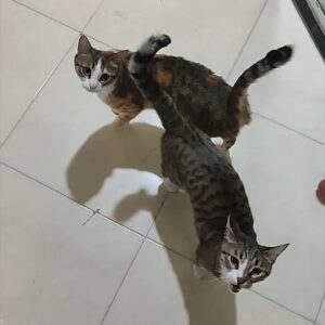 واگذاری رایگان گربه دی اس اچ ماده دو ساله