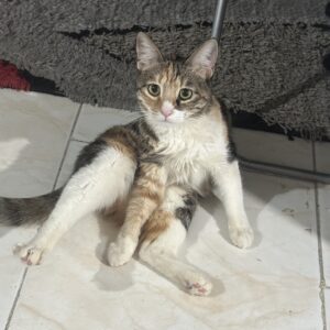 گربه مهربان عقیم شده