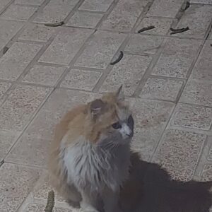 گربه نارنجی  پیدا شده