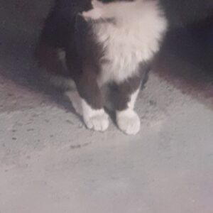 بچه گربه بی سرپرست با پای شکسته