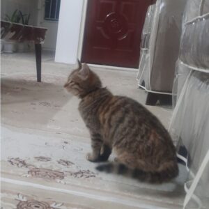 گربه ماده Dsh یکساله