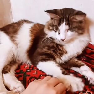اقا نارگیل هستم