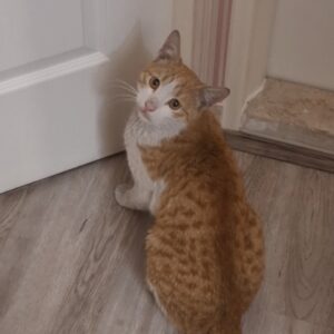 گربه نارنجی نر ۱ ساله