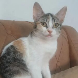 واگذاری رایگان گربه ماده سه ماهه DSH
