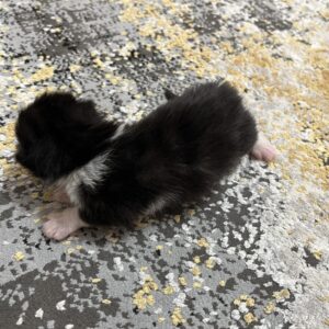 واگذاری بچه گربه DSH نر 8 روزه