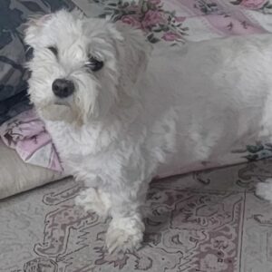 سگ شیتزو تریر ماده گمشده در فرارت شهریار