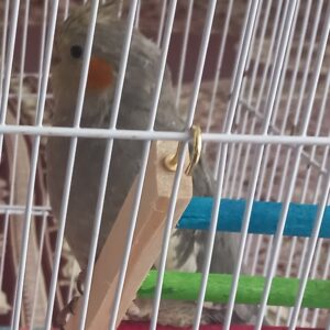 گمشده عروس هلندی خاکستری در خیابان مفتح