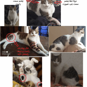 گربه گمشده در بعثت