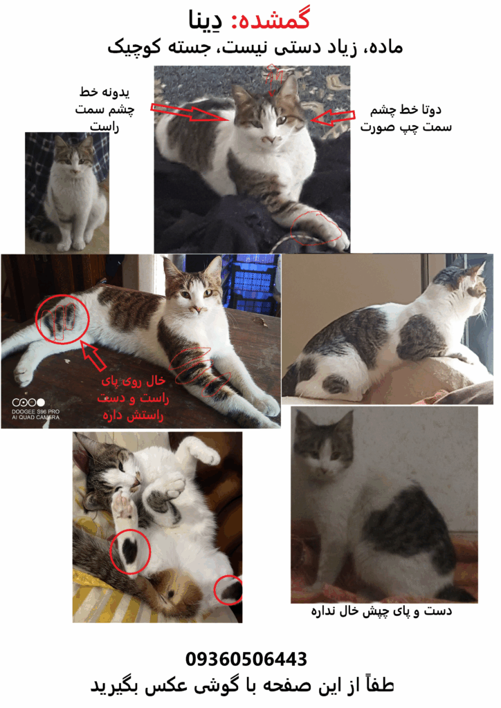 گربه گمشده در بعثت