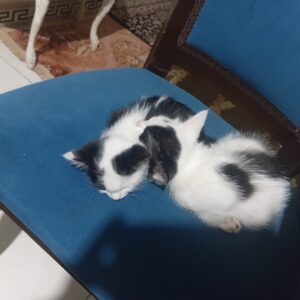 واگذاری گربه ب خانواده متعهد