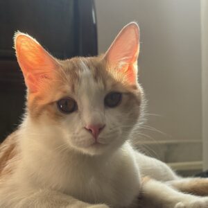 واگذاری گربه نارنجی باهوش