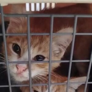 واگذاری پژمان گربه 6 ماهه