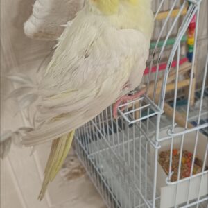 عروس هلندی گمشده در خیابان امام زاده