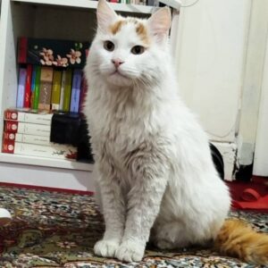 واگذاری گربه نروژین لانگ هیر نر یک سال و نیمه