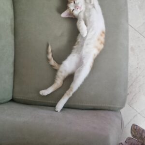 واگذاری دو گربه DSH ماده شش ماهه