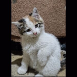 بچه گربه‌ی ناز