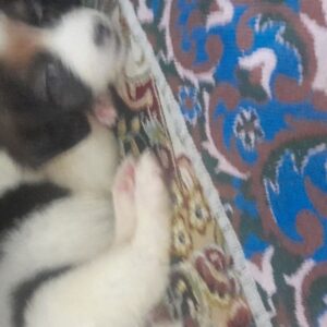سگ ۲ونیم ماهه ماده