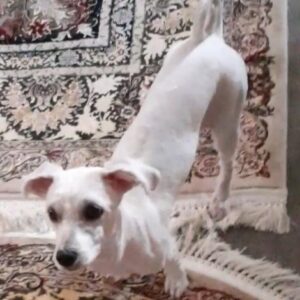سگ گمشده در محله خیراباد