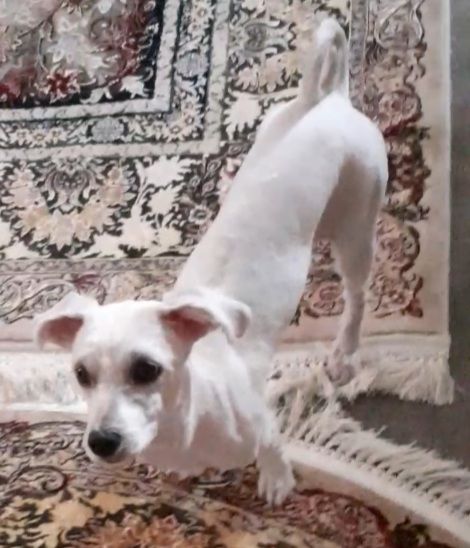 سگ گمشده در محله خیراباد