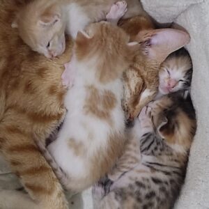 واگذاری بچه گربه معمولی میکس نارنجی