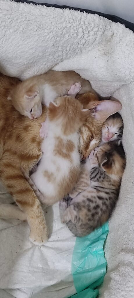 واگذاری بچه گربه معمولی میکس نارنجی