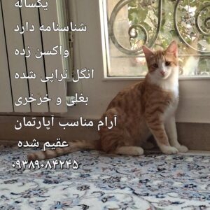 واگذاری چهار گربه DSH و DSLH