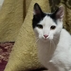 گربه نر شیش ماهه DSH