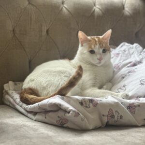 گربه نر به اسم وانیل نژاد DSH