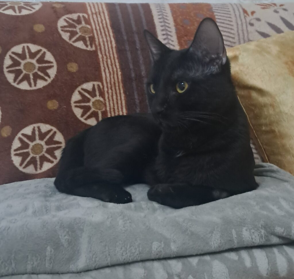 واگذاری گربه که یک دست دارد