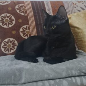 واگذاری گربه که یک دست دارد